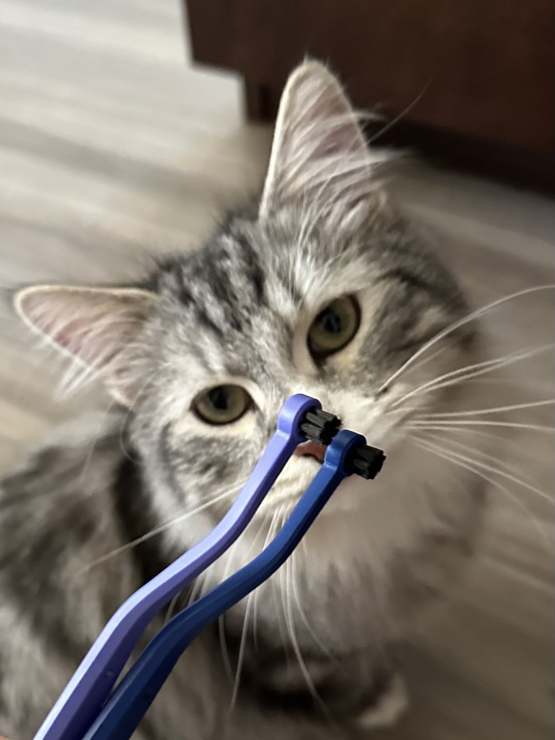 We’ve tried several brushes before, but we love these brushes for our two cats! Very easy to use and great at reaching the areas that are hard to get to.